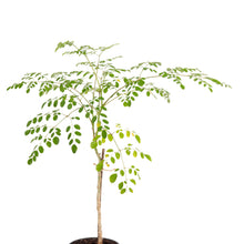 Moringa Plant - Medicinal Plant