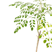 Moringa Plant - Medicinal Plant