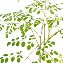 Moringa Plant - Medicinal Plant