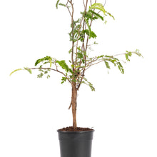 Tamarind(Grafted) - Fruit Plants & Tree