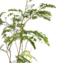 Tamarind(Grafted) - Fruit Plants & Tree