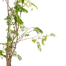 Tamarind(Grafted) - Fruit Plants & Tree