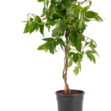 Passion Flower Purple - Creepers & Climbers