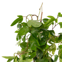 Passion Flower Purple - Creepers & Climbers