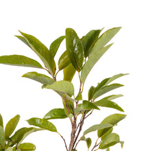 Custard Apple Red(Grafted) - Fruit Plants & Tree