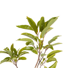 Custard Apple Red(Grafted) - Fruit Plants & Tree