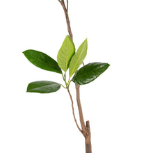 J-33 Kerala Jackfruit (Grafted)- Fruit Plants