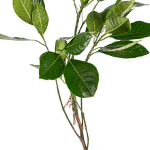 J-33 Kerala Jackfruit (Grafted)- Fruit Plants