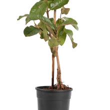 Guava-Lucknow-49(Air Layered Plant) - Fruit Plants & Tree