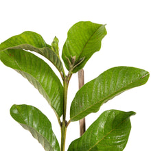 Guava-Lucknow-49(Air Layered Plant) - Fruit Plants & Tree