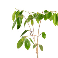 Seedless Jamun - Fruits Plant & tree