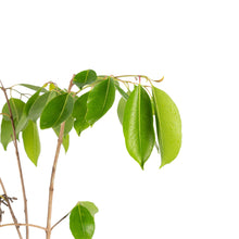 Seedless Jamun - Fruits Plant & tree