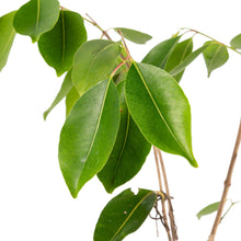 Seedless Jamun - Fruits Plant & tree