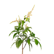 Thailand Mango (Grafted) - Fruit Plants & Tree