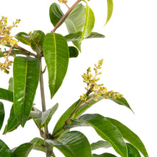 Thailand Mango (Grafted) - Fruit Plants & Tree