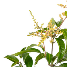Thailand Mango (Grafted) - Fruit Plants & Tree