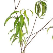 Peach (Grafted)- Fruit Plants & Tree