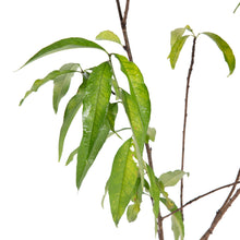 Peach (Grafted)- Fruit Plants & Tree