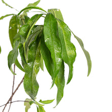 Peach (Grafted)- Fruit Plants & Tree