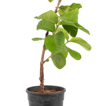 White Diamond Guava - Seedless Guava