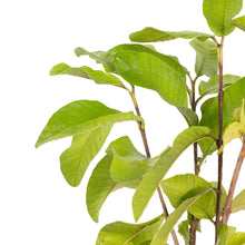 White Diamond Guava - Seedless Guava