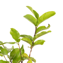 White Diamond Guava - Seedless Guava