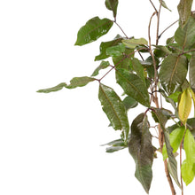 Rubby Longon (Imported) - Fruit Plant & Tree