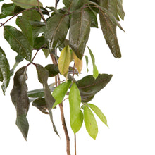 Rubby Longon (Imported) - Fruit Plant & Tree