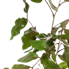 Rubby Longon (Imported) - Fruit Plant & Tree