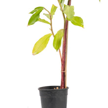 Chamaecostus cuspidatus/Insulin Plant - Medicinal Plant