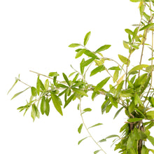 Curtain Creeper - Creepers & Climbers