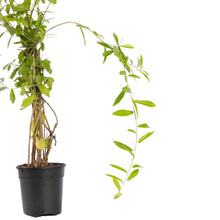 Curtain Creeper - Creepers & Climbers