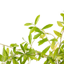 Curtain Creeper - Creepers & Climbers