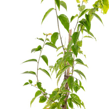 Governor Plum / Jamaican Plum