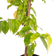 Governor Plum / Jamaican Plum