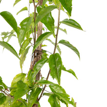 Governor Plum / Jamaican Plum