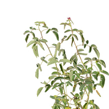 Paneer Climber Rose - Flowering Plants