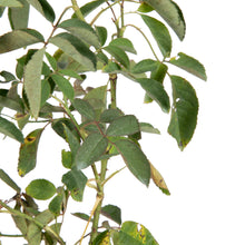 Paneer Climber Rose - Flowering Plants