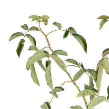 Paneer Climber Rose - Flowering Plants