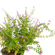 Cuphea hyssopifolia Lavender - Ornamental Flowering Plants