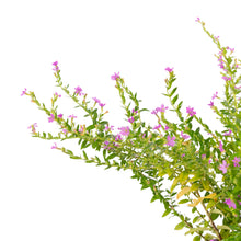 Cuphea hyssopifolia Lavender - Ornamental Flowering Plants