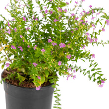 Cuphea hyssopifolia Lavender - Ornamental Flowering Plants