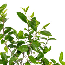 Arctic snow - Flowering Shrubs