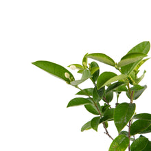 Arctic snow - Flowering Shrubs