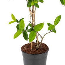 Arctic snow - Flowering Shrubs