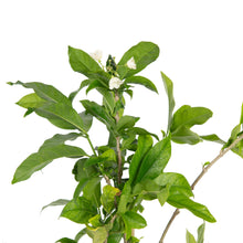 Vallaris Solanacea - Creepers & Climber