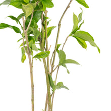 Vallaris Solanacea - Creepers & Climber