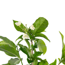 Vallaris Solanacea - Creepers & Climber