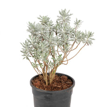 Artemisia stelleriana - Silver Brocade