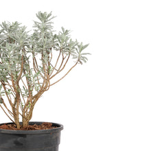 Artemisia stelleriana - Silver Brocade